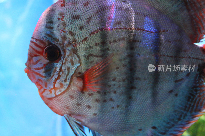 热带淡水鱼鱼缸/缸内的聚藻类(七彩鱼)图片